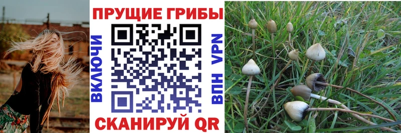 Псилоцибиновые грибы мухоморы  даркнет формула  Гусиноозёрск 